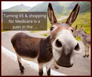 Donkey closeup Turning 65 and shopping for Medicare is a pain in the 