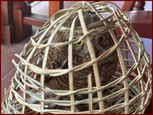 Oliver the owl in Vietnam with The Big 65.