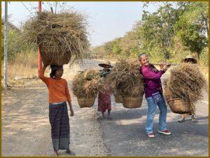 Quantz carrying hay in Burma.