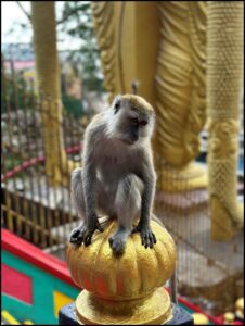 Photograph of a monkey sitting on a gold crown.