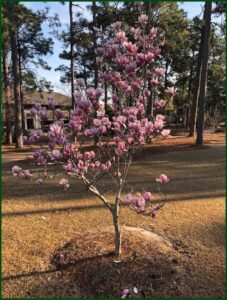 Tulip magnolia in South Carolina from friends of The Big 65 and Karl Bruns-Kyler.
