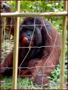 Photo of an orangutan eating an apple as viewed by The Big 65.