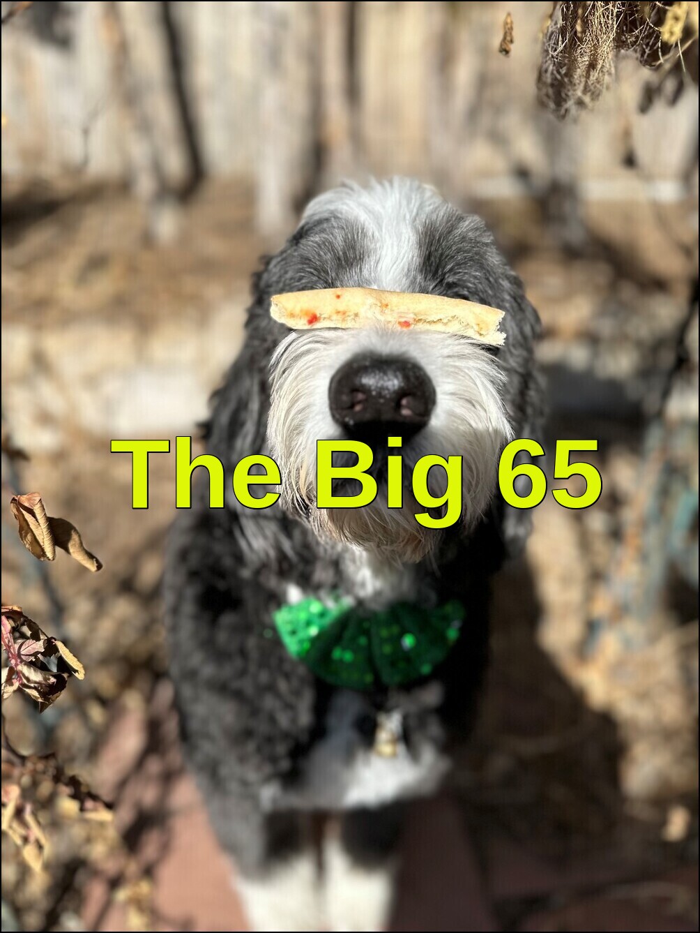 The Big 65 is a Colorado Medicare insurance broker.
