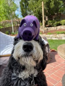 Plato with purple pig on his head for The Big 65.