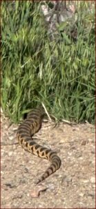 Photo of a snake slithering in Colorado.