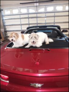 Cute dogs sitting on the back of a red car.