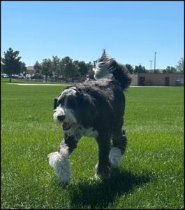 Karl's dog Plato running in the Colorado sun.