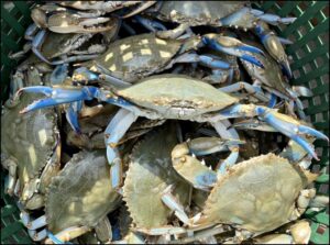 Basket of blue crabs from Maryland.