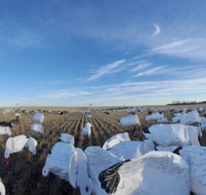 White decoys in a Canadian field.