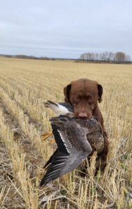 A brown hunting dog holding a bird in its mouth.