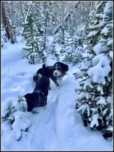 Plato and Suki play in snow in the Arapahoe National Forest.