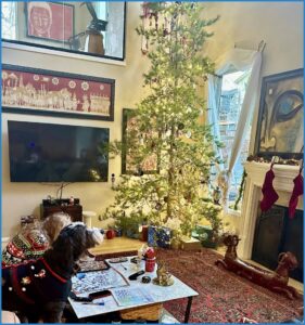 Quantz and Plato and Christmas tree.
