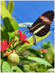 A black and white butterfly sitting on a colorful flower in Aruba.