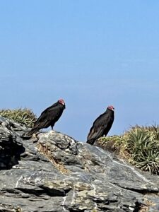 Two vultures on a rock.