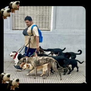 A young person walking a gaggle of dogs.