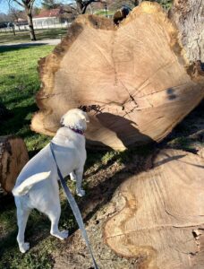 Maddy the dog looking at a big tree.