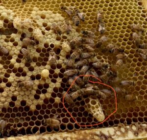 Honeybees in the honey comb.