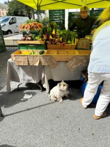 A cute dog sitting under a vegetable stand.