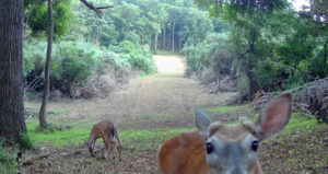 Deer looking at a camera in Virginia.