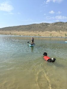 Quantz standing on a paddle board as Plato the big black and white dog walking toward her in the water.