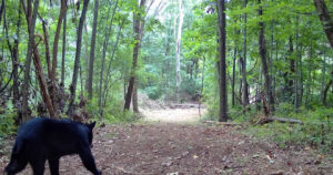 A black bear walking in the woods.