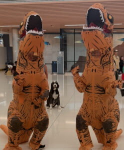 Plato the big black and white dog sitting in the middle of two plastic dinosaurs.