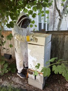 Someone in a bee suit working with a bee hive.