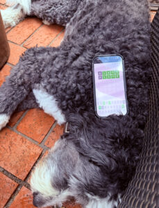 Plato laying down with a phone on top of him.