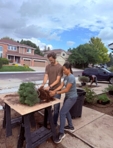 Two people examining the roots of a small tree.