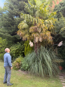 A man looking up at a tree.