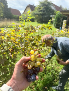 A handful of grapes.