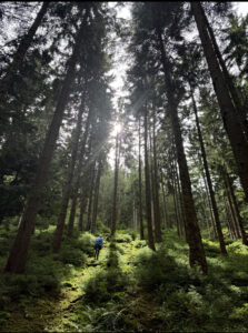 Karl walking deep in the wood surrounded by trees.