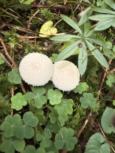 Two white mushrooms in the forest.