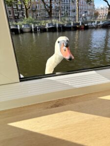 A swan looking through a window.