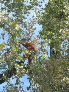 An orangutan standing in the middle of a tall tree.