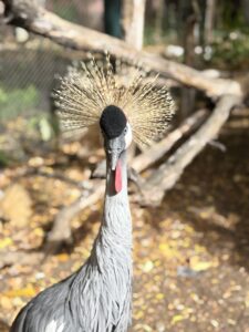 An exotic looking bird.