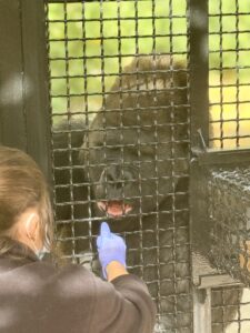 A large gorilla behind a cage.