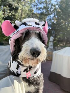 Plato the big black and white dog wearing a cow costume.