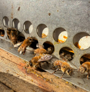 Closeup of honey bees in the hive.