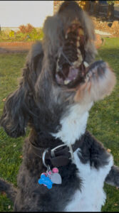 Plato barking to the sky.