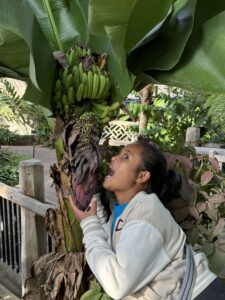 Miti biting a plant.