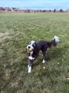 Plato in a field with a ball in his mouth.