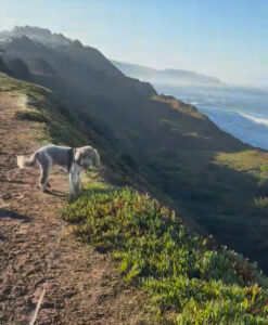 Auggie the dog on top of a mountain trail in California.