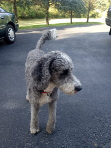 Miss Koda, the beautiful dog in Ohio.