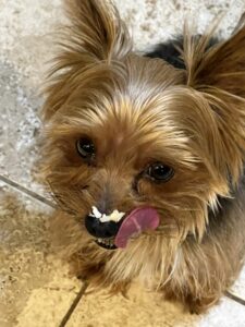 Munchy the cute little dog.