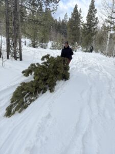 Miti pulling an evergreen tree through the snow.