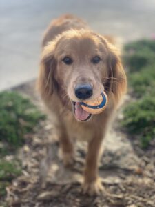 A Golden Retriever dog with a ball in its mouth.