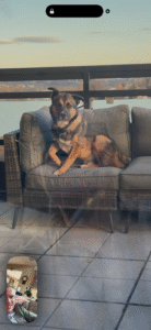 Teddy the rescue dog sitting on a sofa.