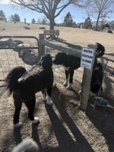 Plato looking at a dog.