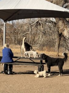 Plato sniffing another dog.